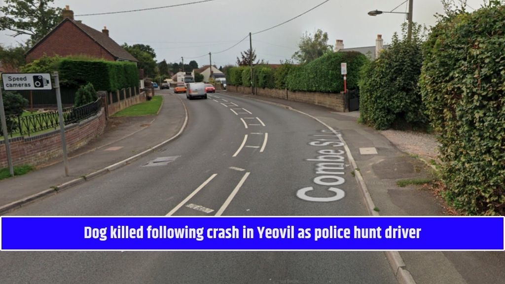 Dog killed following crash in Yeovil as police hunt driver