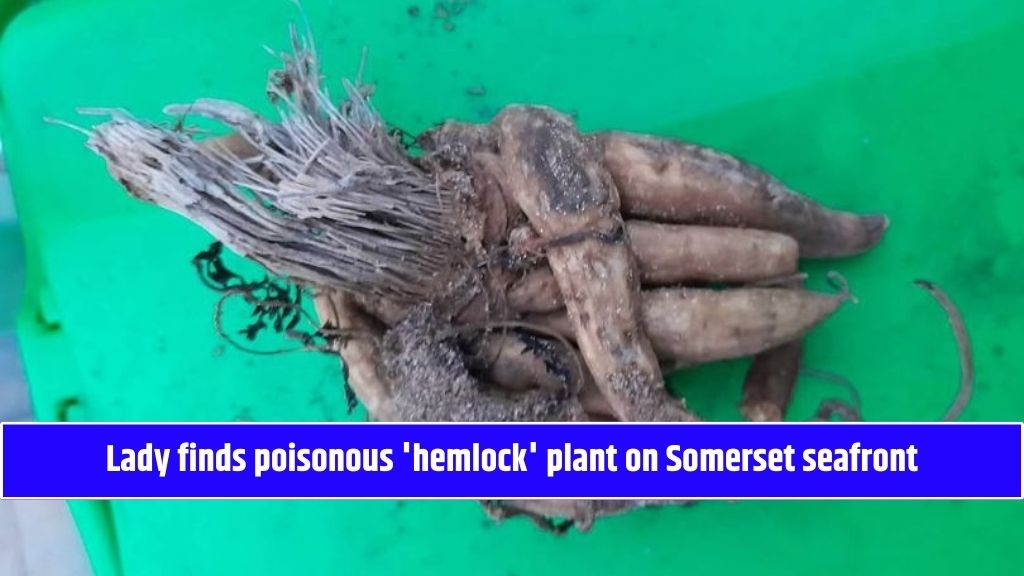 Lady finds poisonous 'hemlock' plant on Somerset seafront