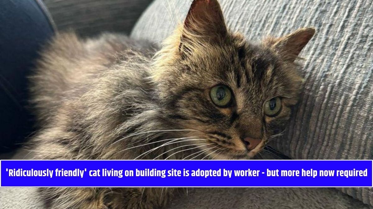 'Ridiculously friendly' cat living on building site is adopted by worker - but more help now required